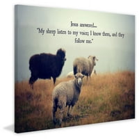 Мармонт хил, Моите овце от Робърт Дикинсън