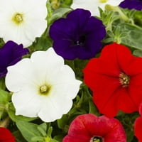 Контейнери, направени лесно с по-добри домове и градини 3кт червено бяло синьо петуния годишно живо растение